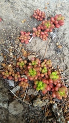 Sedum × rubrotinctum