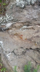 Sedum × rubrotinctum