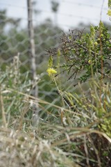 Bulbine frutescens