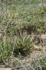 Bulbine frutescens