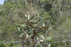 Opuntia ficus-indica