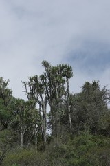Euphorbia triangularis