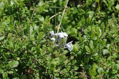 Plumbago auriculata