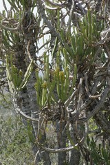 Euphorbia tetragona