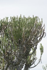 Euphorbia tetragona