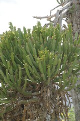 Euphorbia tetragona