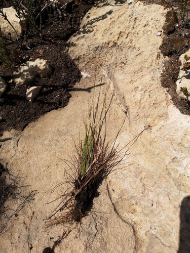 Pentameris cirrhulosa
