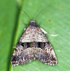 Ozarba chrysaspis