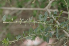 Azima tetracantha