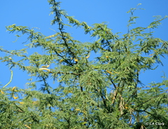Prosopis pallida, recorded fruiting