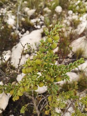 Zygophyllum