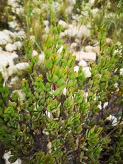 Zygophyllum