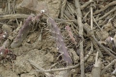 Opuntia aurantiaca