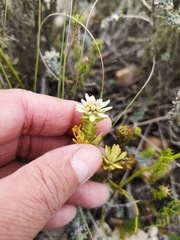 Euchaetis longibracteata