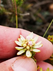 Euchaetis longibracteata