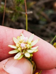 Euchaetis longibracteata