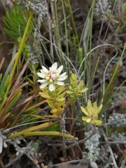 Euchaetis longibracteata