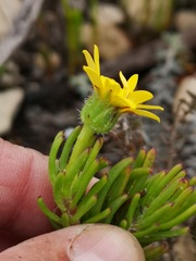 Osteospermum subulatum
