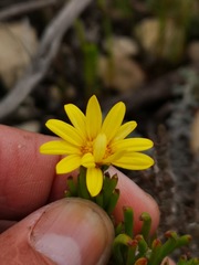 Osteospermum subulatum