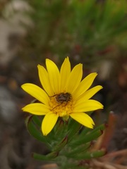 Osteospermum subulatum