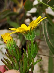 Osteospermum subulatum