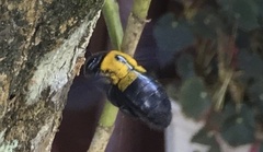 Xylocopa calens