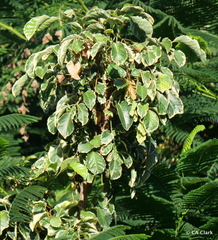 Polyscias guilfoylei