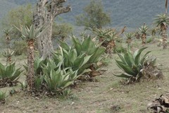 Agave salmiana