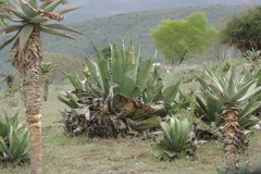 Agave salmiana