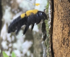 Xylocopa calens