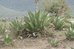 Agave salmiana