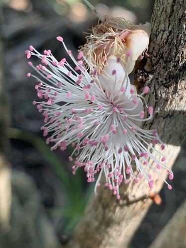Eugenia earhartii