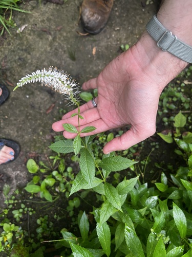 Culver'S Root