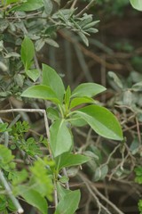 Senecio brachypodus