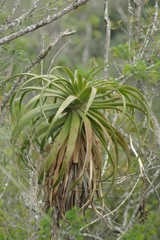 Aloe pluridens