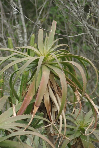 Pachidendron pluridens (= Aloe pluridens) 2