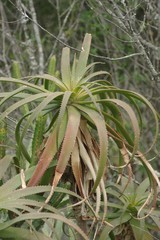 Aloe pluridens