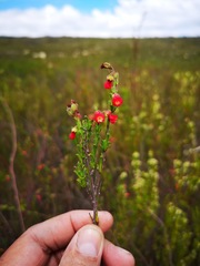 Hermannia joubertiana