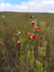 Hermannia joubertiana