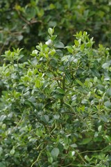 Cassinopsis ilicifolia