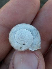 Helminthoglypta mailliardi