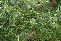 Cassinopsis ilicifolia