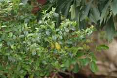 Cassinopsis ilicifolia