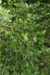 Cassinopsis ilicifolia