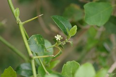 Cassinopsis ilicifolia