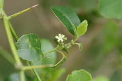 Cassinopsis ilicifolia