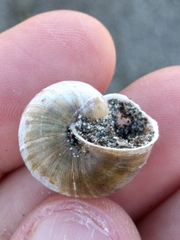 Helminthoglypta mailliardi