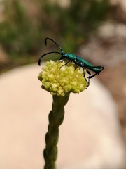 Hypocrites scabriusculus