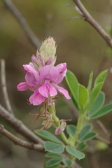 Indigofera elandsbergensis