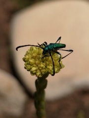 Hypocrites scabriusculus